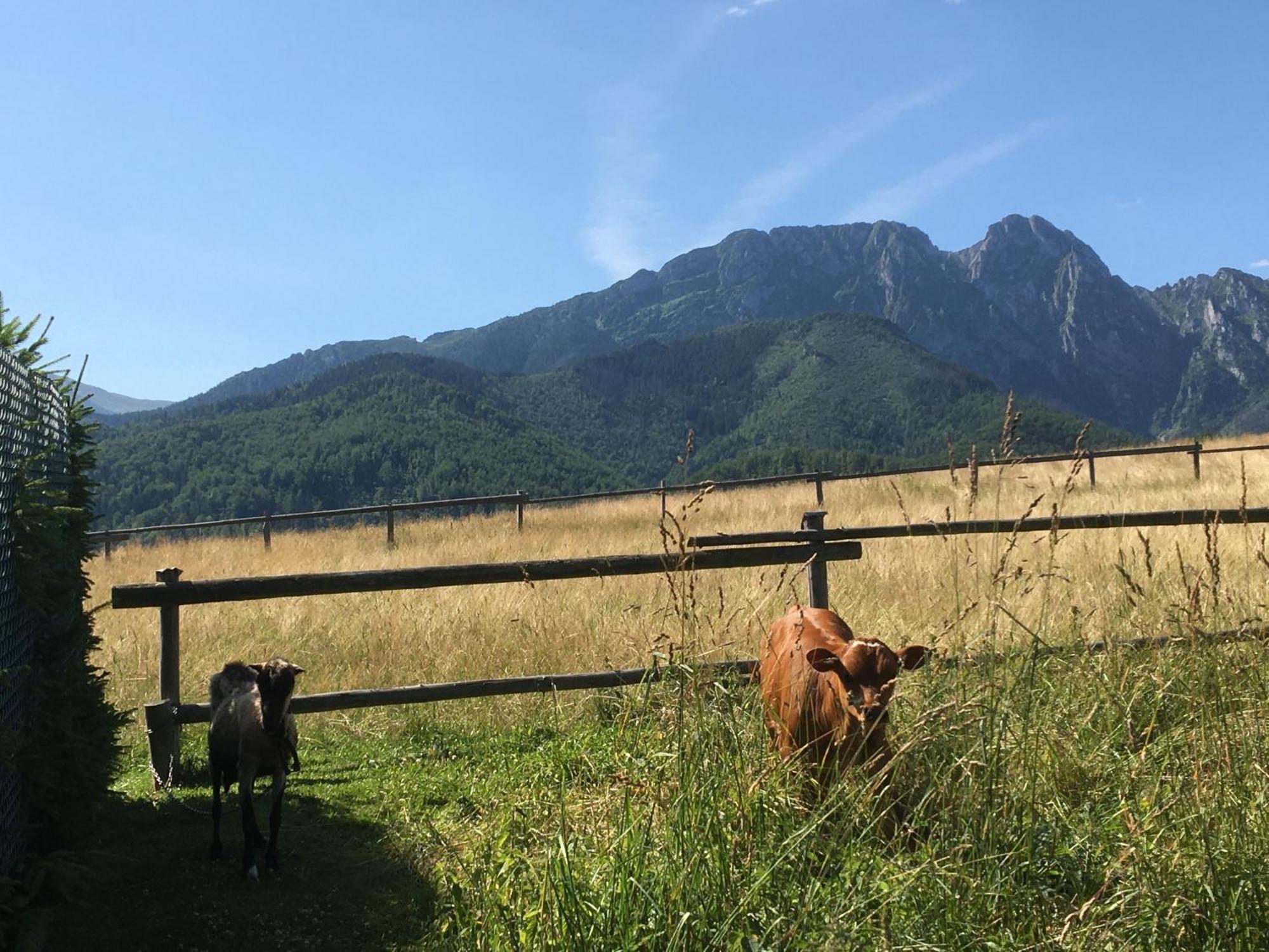 Goralski Dom Z Kominkiem - Zakopane — Zdjęcia 2